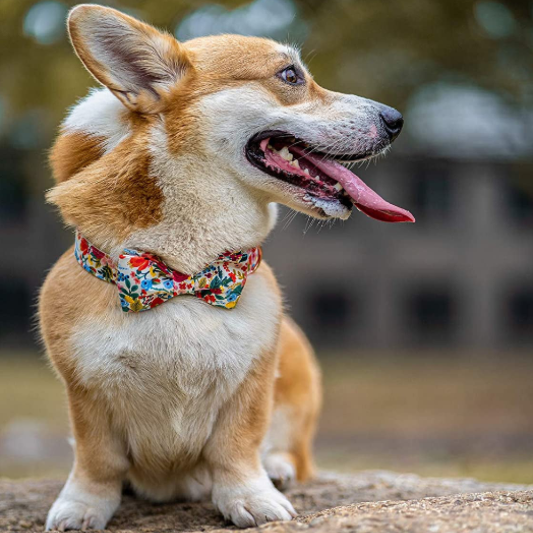 Elegant Little Tail - Dog Collar and Bow Tie Set