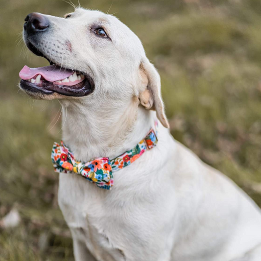 Elegant Little Tail - Dog Collar and Bow Tie Set