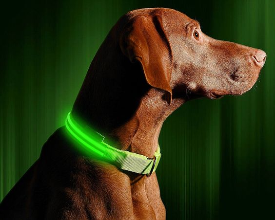 VIZPET Illuminated Dog Collar for Enhanced Safety