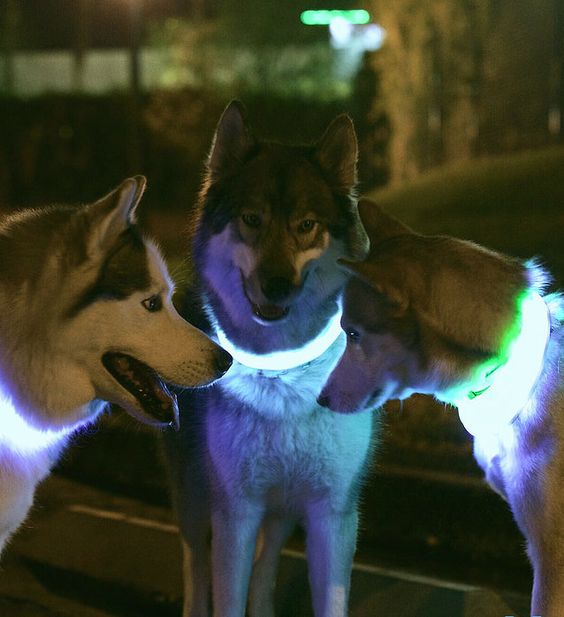 VIZPET Illuminated Dog Collar for Enhanced Safety